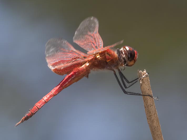 Tramea eurybia (Dune Glider)-4.jpg